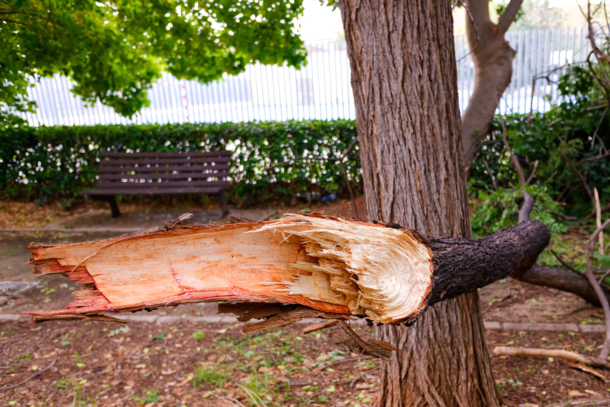 Emergency tree services, fallen tree