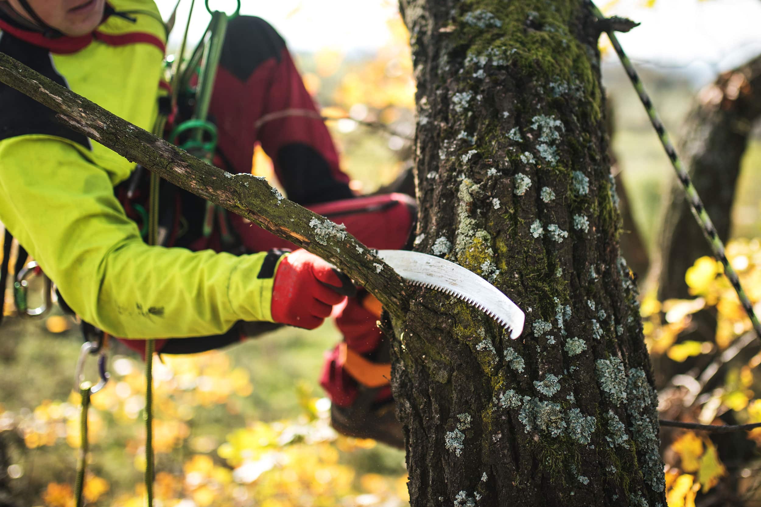 Arborist tree climber pruning an oak tree