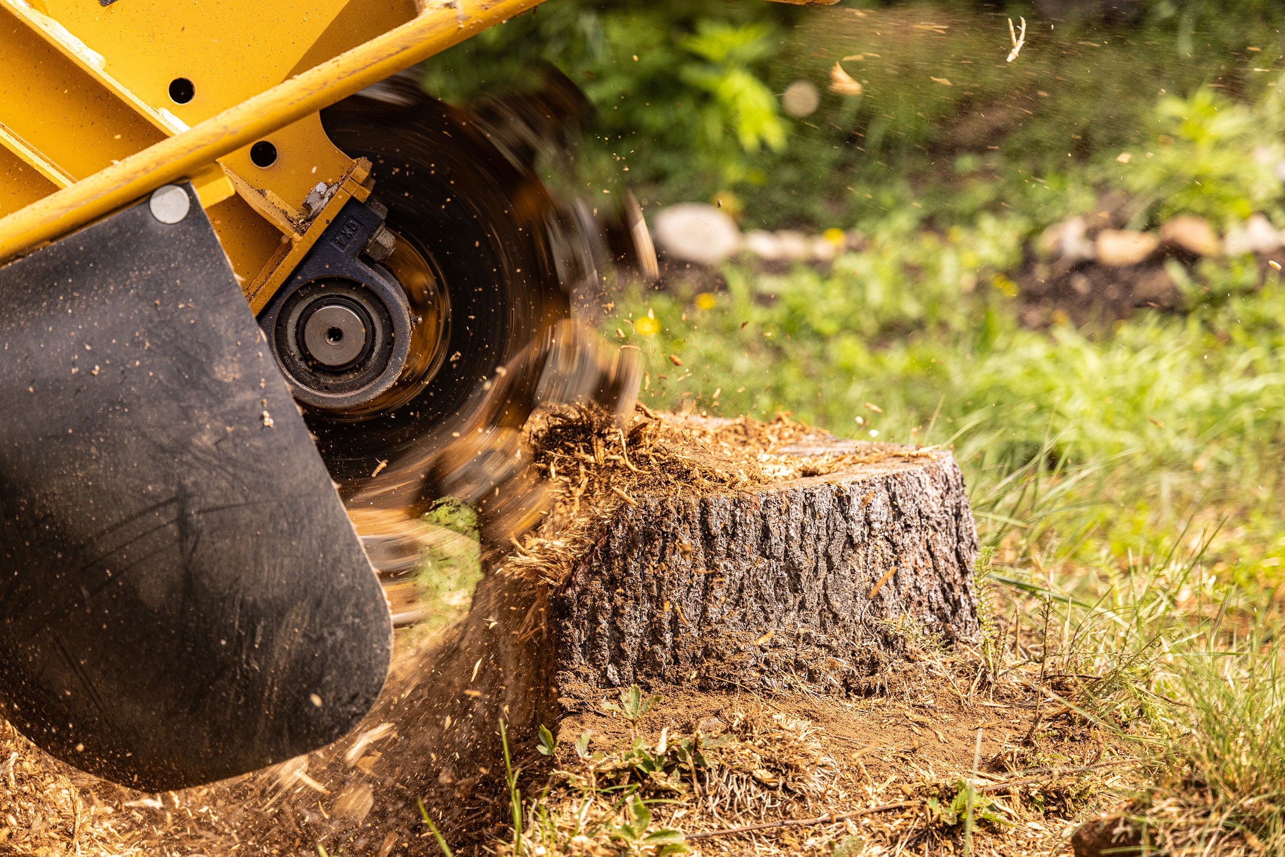 Tree service grinding a stump with a stump grinder