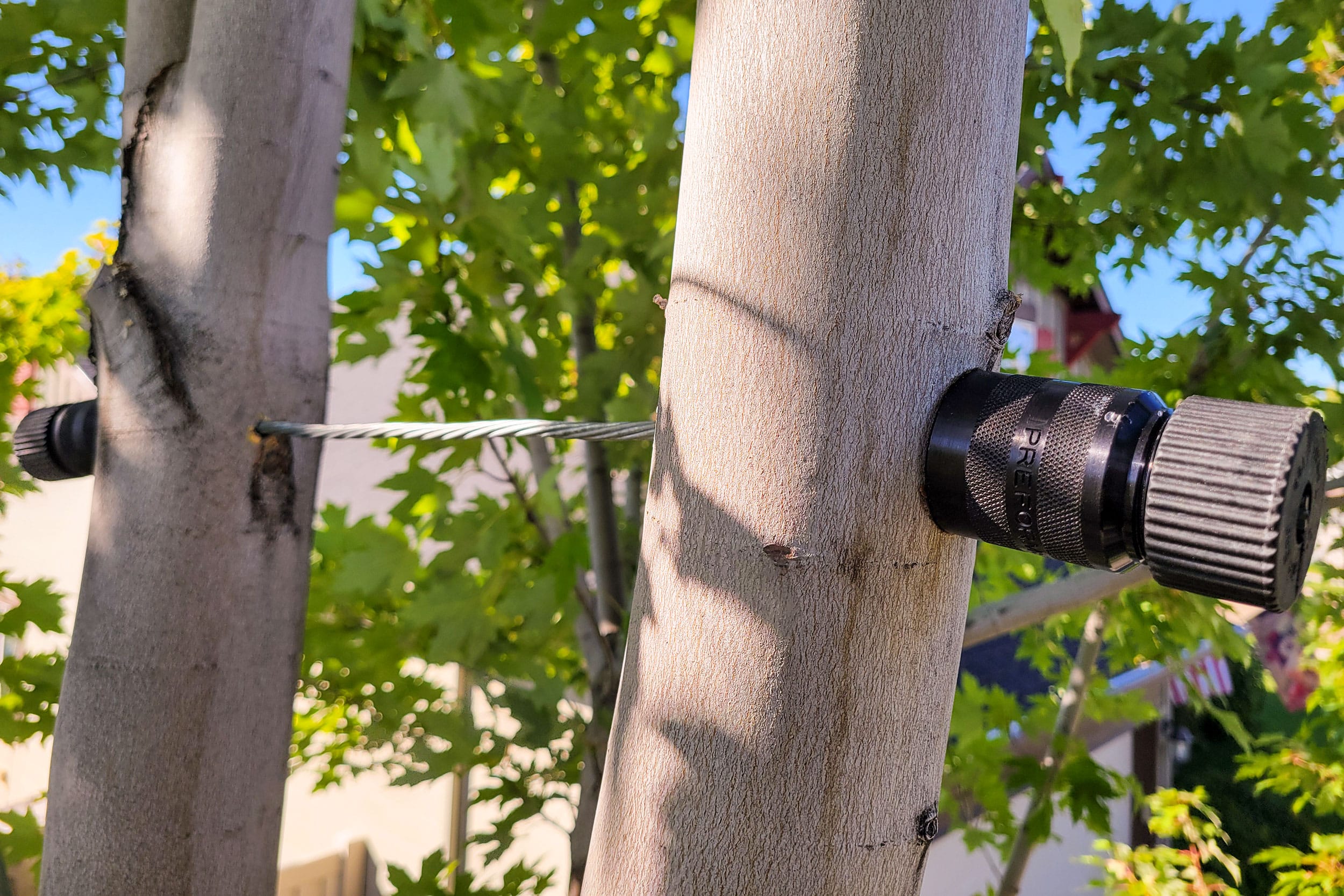 Tree cabling and bracing on an at-risk tree to keep it from cracking