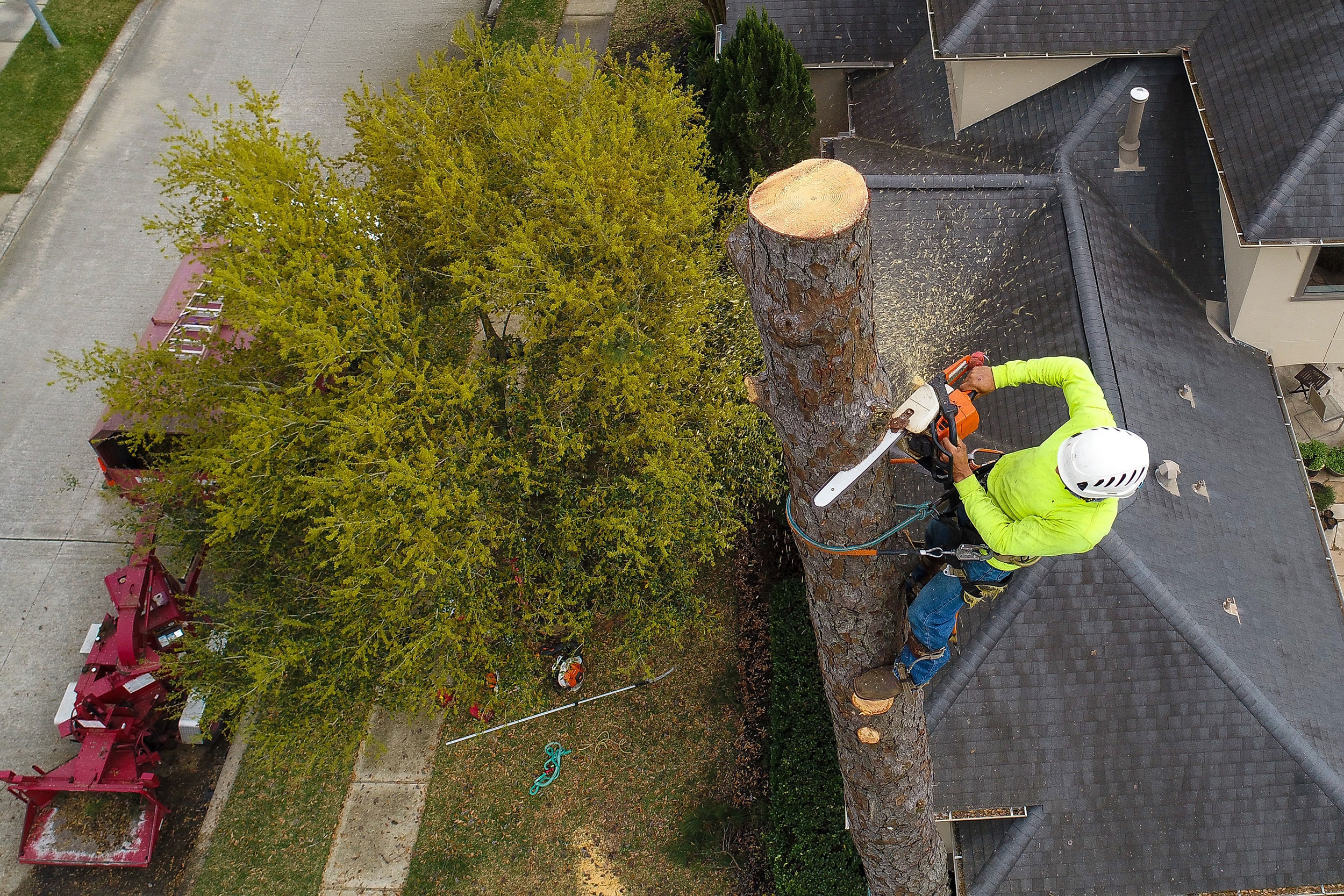 Arborist tree climber taking down a fir tree